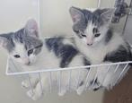 2x schattige kittens, Poes, 0 tot 2 jaar