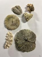 Koraal voor in de Aquaria, Dieren en Toebehoren, Vissen | Aquaria en Toebehoren, Ophalen of Verzenden, Gebruikt, Sierelement