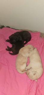 Labrador pups, Labrador retriever, Meerdere, Meerdere dieren, Nederland
