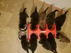 pups kruising tervuerense herder en golden retriever, Dieren en Toebehoren, 8 tot 15 weken, Meerdere, Meerdere dieren, Middel