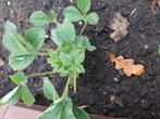 Heel veel nieuwe scheuten aarbeien plantjes., Tuin en Terras, Planten | Tuinplanten, Ophalen, Eenjarig, Groenteplanten, Volle zon