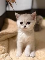 Britse korthaar kitten 24-06-25, Dieren en Toebehoren, Katten en Kittens | Overige Katten, Kater