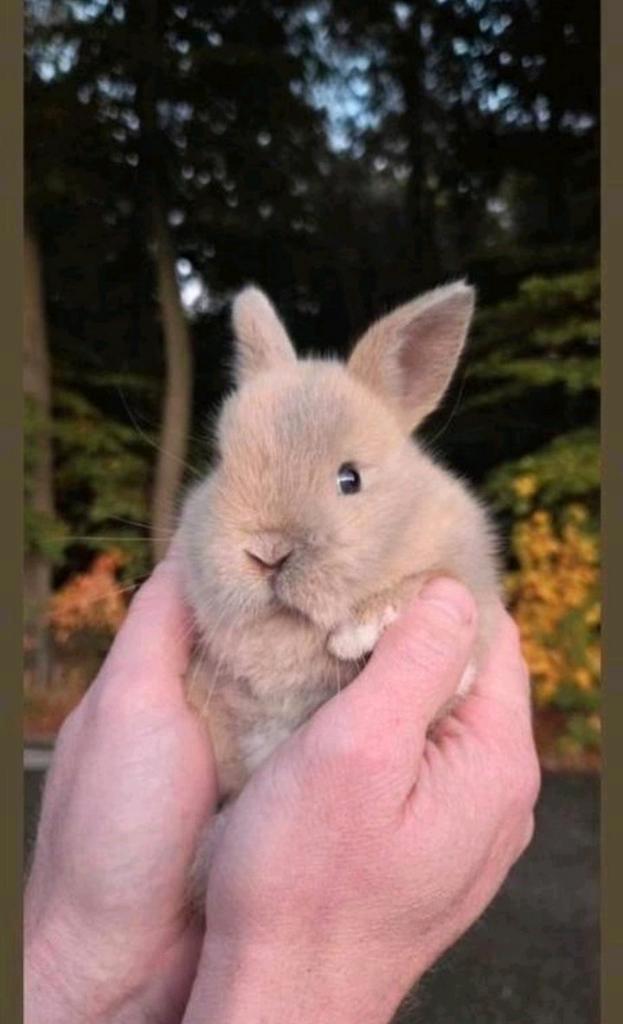 Super schattige lieve ini mini dwergkonijntjes 7 weken jong!, Dieren en Toebehoren, Konijnen, Dwerg, Meerdere dieren, 0 tot 2 jaar