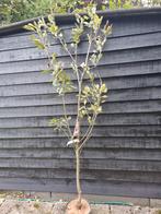 Malus domestica 'James Grieve' Appelboom, Overige soorten, Lente, 100 tot 250 cm, Ophalen