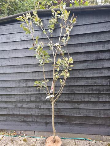 Malus domestica 'James Grieve' Appelboom beschikbaar voor biedingen