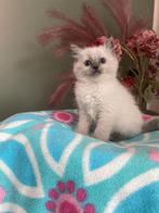 Uitmuntende Ragdoll Kittens, Dieren en Toebehoren, Kater, Gechipt, 0 tot 2 jaar