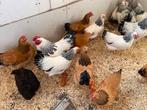 Sussex, Wyandotte, cochin, Chabo, Hollandse krielen, Dieren en Toebehoren, Pluimvee, Meerdere dieren, Kip