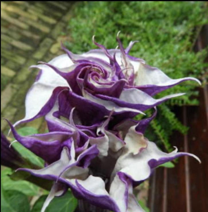 Actie tekoop Doornappel, Datura metel 'Double Purple', Tuin en Terras, Planten | Tuinplanten, Vaste plant, Overige soorten, Volle zon