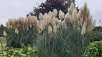 Pampasgras pluimen, Ophalen, Nieuw