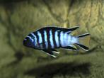 Malawi Cichliden: Pseudotropheus elongatus Mpanga, Vis, Zoetwatervis