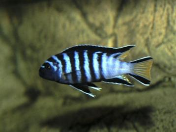 Malawi Cichliden: Pseudotropheus elongatus Mpanga beschikbaar voor biedingen