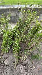 Liguster beplanting, Ophalen of Verzenden, Liguster, 100 tot 250 cm
