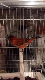 Bastaard F1 Kapoetsensijs, Dieren en Toebehoren, Vogels | Kanaries, Mannelijk, Bastaard