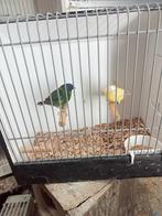 Koppel driekleur amedine, Meerdere dieren, Tropenvogel