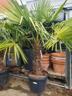 Palmboom/ palmbomen, Tuin en Terras, Planten | Bomen, Lente, 100 tot 250 cm, Palmboom, Ophalen