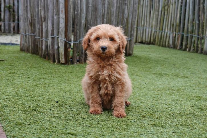 Prachtige abrikoze Mini Labradoodle pups met stamboom, Dieren en Toebehoren, Honden | Retrievers, Spaniëls en Waterhonden, Meerdere dieren
