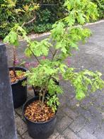 Geboorte kado : Eik plant , wordt een reus . enkele stuks 1-, Tuin en Terras, Planten | Tuinplanten, Ophalen, Zomer, Vaste plant