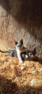Lieve boerderij kittens, Dieren en Toebehoren, Katten en Kittens | Overige Katten
