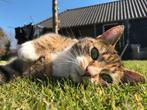 Goed adres gezocht voor lieve poes, Dieren en Toebehoren, Katten en Kittens | Overige Katten, Poes, 6 jaar of ouder