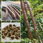 Moringa zaden, Ophalen of Verzenden, Volle zon