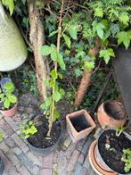 Corylus Cornuta Marshall  3 bomen, 95 cm, 65cm en 35cm., Tuin en Terras, Planten | Tuinplanten, Ophalen of Verzenden, Zomer, Overige soorten