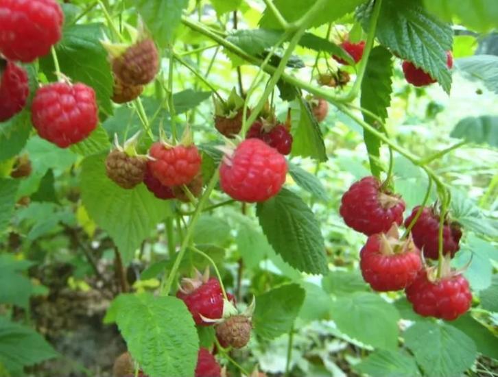 Frambozen planten, Tuin en Terras, Planten | Fruitbomen, Overige soorten, Minder dan 100 cm, Zomer, Ophalen of Verzenden