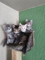 Maine Coon kittens vader met stamboom, Kater