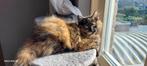 Geweldige Maine Coon kittens 😻😺💝💙🫶    nog 1 poesje over, Dieren en Toebehoren, Katten en Kittens | Raskatten | Langhaar, Meerdere dieren