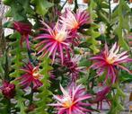 cactus - Selenicereus anthonyanus - Epiphyllum, Huis en Inrichting, Ophalen of Verzenden, Cactus, Volle zon, Minder dan 100 cm