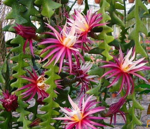 cactus - Selenicereus anthonyanus - Epiphyllum, Huis en Inrichting, Kamerplanten, Cactus, Minder dan 100 cm, Volle zon, Ophalen of Verzenden