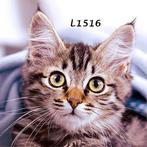 Servetten decoupage/bullet journal – Voorjaar – L1516, Ophalen of Verzenden, Nieuw, Materiaal