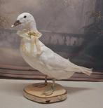 Mooi Witte Eend."Uit Aletta's Tijd", Ophalen of Verzenden