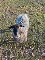 Gotlandpels rammen, Dieren en Toebehoren, Mannelijk, Schaap