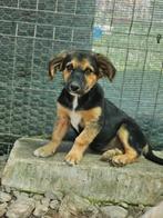 Pup Mina zoekt een baasje, Dieren en Toebehoren, Honden | Niet-rashonden, Rabiës (hondsdolheid), Handelaar, 8 tot 15 weken, Buitenland