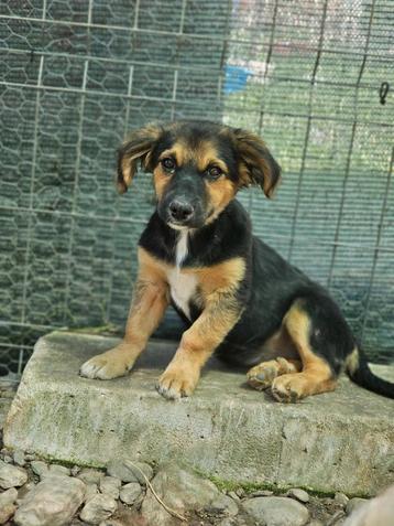 Pup Mina zoekt een baasje beschikbaar voor biedingen