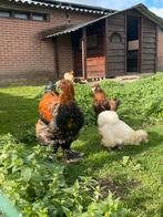 Brahma haan, Dieren en Toebehoren, Pluimvee, Mannelijk, Kip