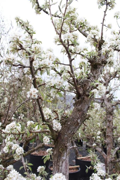 Knoestige Gieser Wildeman perenbomen 18 jaar oud, Tuin en Terras, Planten | Fruitbomen, Perenboom, 250 tot 400 cm, Volle zon, Lente