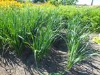 Prei planten, Tuin en Terras, Planten | Tuinplanten, Ophalen, Groenteplanten, Eenjarig, Halfschaduw