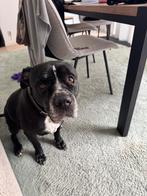 Dog to a good home, Parvo, 6 jaar of ouder, Reu, Bulldog