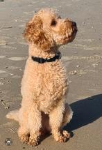 Aankondiging nestje Mini Australian Labradoodle, Dieren en Toebehoren, 8 tot 15 weken, Geslacht onbekend, Meerdere, Nederland