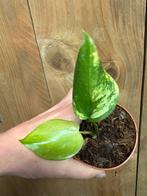 Monstera deliciosa variegata plant lemon mint aurea albo, Huis en Inrichting, Ophalen of Verzenden, Halfschaduw, Minder dan 100 cm