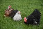 Cochin krielen | Vriendelijke kippen | Passend advies, Dieren en Toebehoren, Pluimvee, Meerdere dieren, Kip