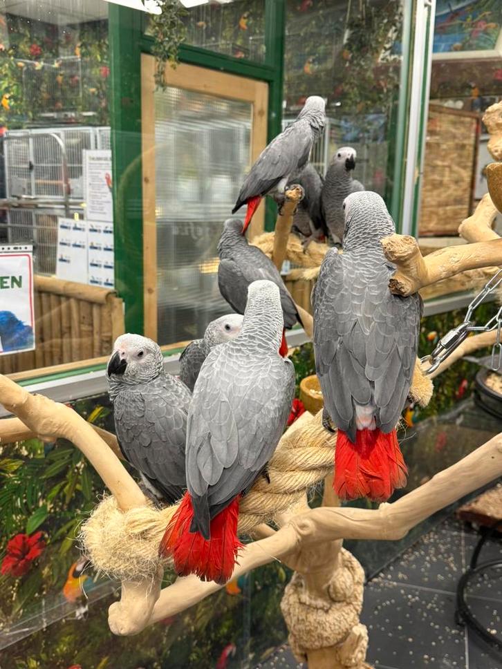 Jonge congo Grijzeroodstaart, Dieren en Toebehoren, Vogels | Parkieten en Papegaaien, Papegaai, Meerdere dieren, Pratend, Tam
