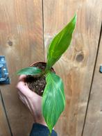 Musa basjoo variegata plant aurea yellow mint, Ophalen of Verzenden, Halfschaduw, Minder dan 100 cm