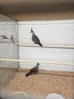 Australische kuif duiven, Dieren en Toebehoren, Vogels | Duiven