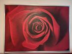 Schilderij Roos GRATIS, Antiek en Kunst, Ophalen