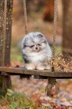 Exotische Pomeranian puppy (bearface) | klein | Stamboom, Dieren en Toebehoren, 8 tot 15 weken, Buitenland, Teef, Eén hond