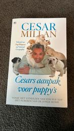 Cesar Millan - Cesars aanpak voor puppy's, Boeken, Dieren en Huisdieren, Honden, Zo goed als nieuw, Cesar Millan, Ophalen of Verzenden