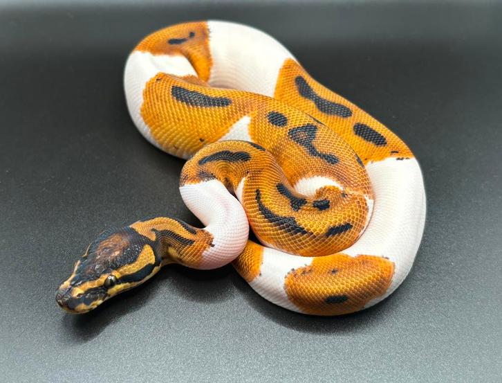 1.0 Orange Dream Pied ball python regius te koop
