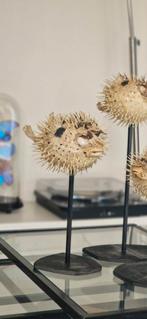 Kogelvis Opgezet - Decoratief en Uniek - Taxidermie, Huis en Inrichting, Ophalen